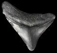 Juvenile Megalodon Tooth #56636-1